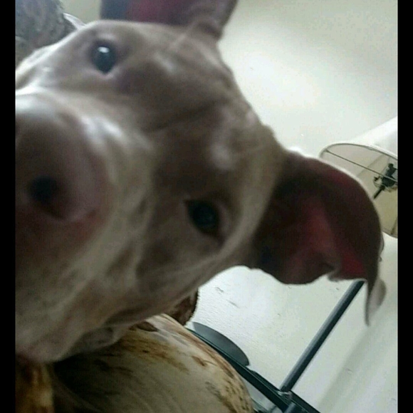 Meet your Posher, Tom - Picture 1 of 1